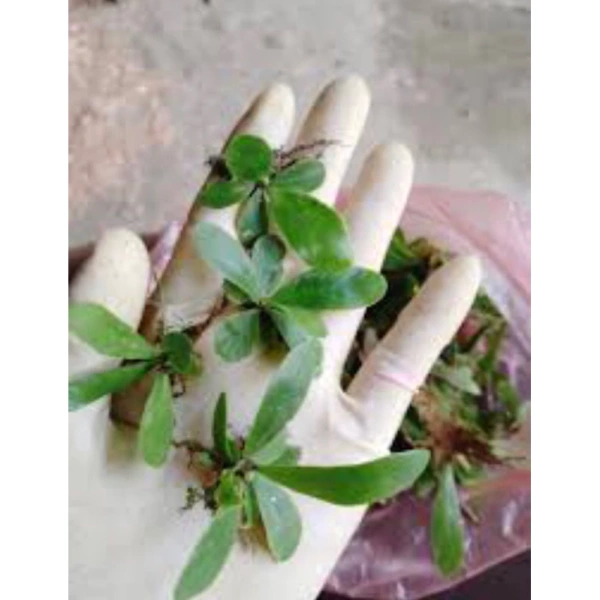 Trong danh sách các loại cây mini, phụng mini nổi bật không chỉ nhờ tính thẩm mỹ mà còn vì khả năng thích nghi tốt trong môi trường terrarium. (Ảnh 5) Trong danh sách các loại cây mini, phụng mini nổi bật không chỉ nhờ tính thẩm mỹ mà còn vì khả năng thích nghi tốt trong môi trường terrarium. (Ảnh 5)