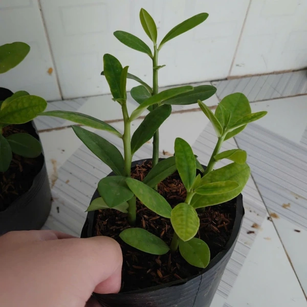 Thay vì đoán mò, việc kiểm tra độ ẩm thực tế giúp bạn quyết định thời điểm tưới nước chính xác hơn. (Ảnh 3)