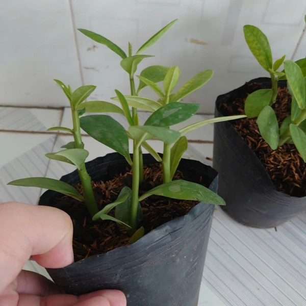 Để tránh tình trạng héo úa lặp lại, hãy thiết lập một “lịch chăm sóc” cá nhân cho từng chậu cây thạch anh. (Ảnh 5)