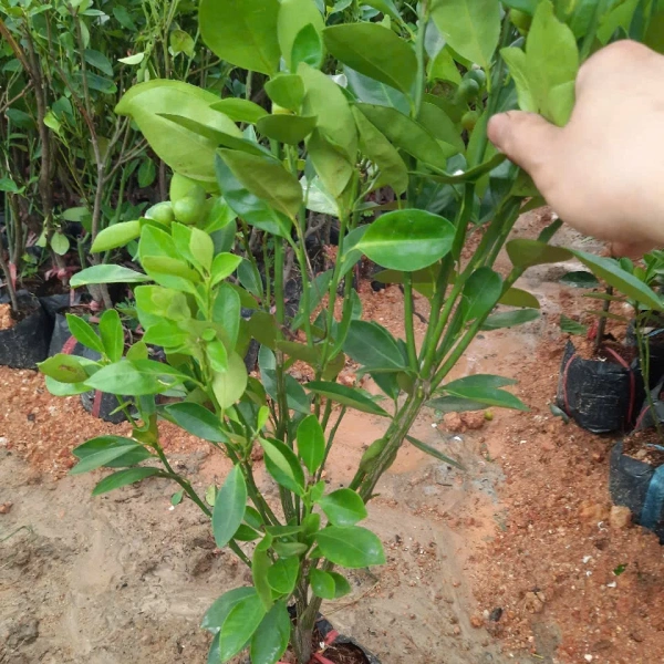 Không phải mọi giống cây đều có khả năng ra quả nhanh. (Ảnh 2)