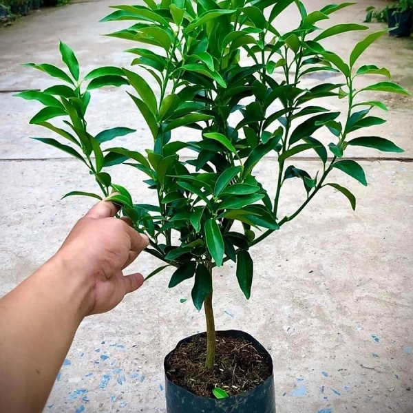 Cây trái cảnh ngày Tết thường chỉ xanh lá, hi vọng có quả cuối cùng chỉ là ảo vọng - Ảnh 3
