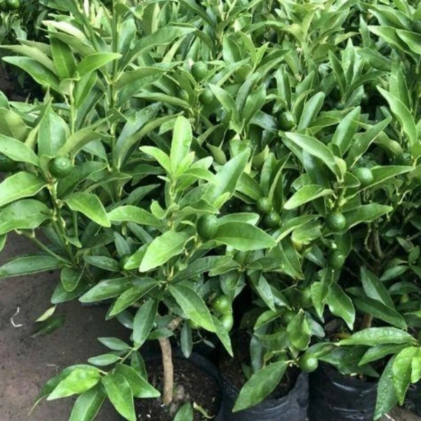 Quả quất ngọt sẽ chuyển màu xanh sang vàng cam từ tháng 4‑5, tùy thuộc vào mức độ chăm sóc và khí hậu. (Ảnh 4)