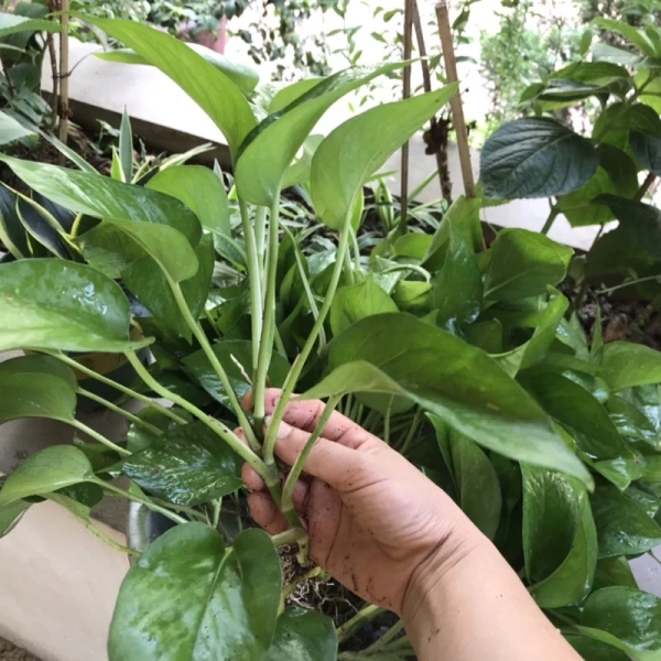 Cuticle là lớp mỡ bảo vệ bề mặt lá, giúp ngăn ngừa mất nước. (Ảnh 2) Cuticle là lớp mỡ bảo vệ bề mặt lá, giúp ngăn ngừa mất nước. (Ảnh 2)