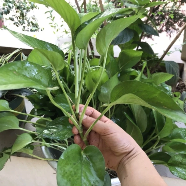 Đối với những người mới bắt đầu hoặc muốn tạo một khu vực xanh nhanh chóng, việc mua Combo 5 cây trầu bà (vạn niên thanh) cao 25‑35 cm là một lựa chọn hợp lý. (Ảnh 4) Đối với những người mới bắt đầu hoặc muốn tạo một khu vực xanh nhanh chóng, việc mua Combo 5 cây trầu bà (vạn niên thanh) cao 25‑35 cm là một lựa chọn hợp lý. (Ảnh 4)