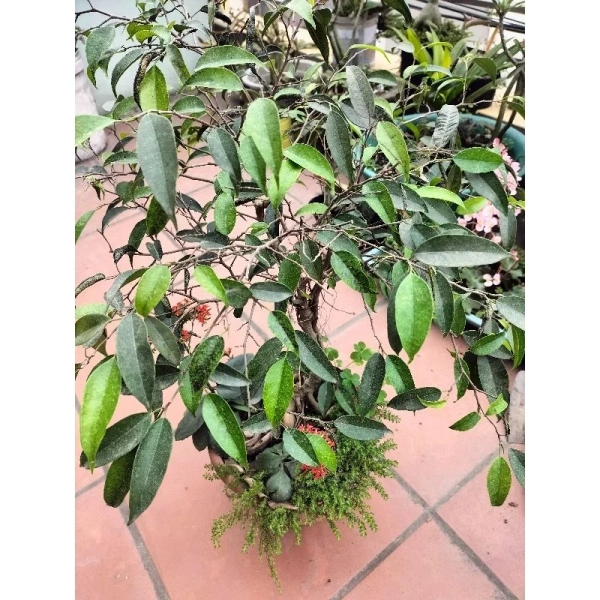 Đôi khi, dù đã làm hết các bước trên, màu xanh của cây vẫn dần nhạt. (Ảnh 4)