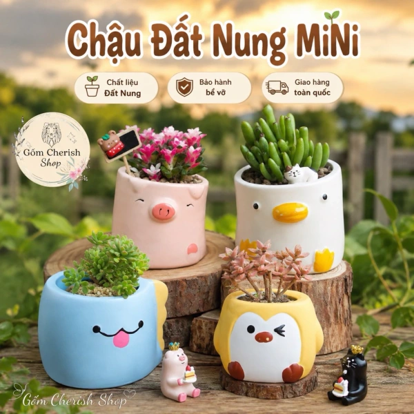 Chậu mini trồng cây cảnh xinh mắt, nhưng độ ẩm dư thừa lại làm sen đá và xương rồng dễ úa sút - Ảnh 1 Chậu mini trồng cây cảnh xinh mắt, nhưng độ ẩm dư thừa lại làm sen đá và xương rồng dễ úa sút - Ảnh 1