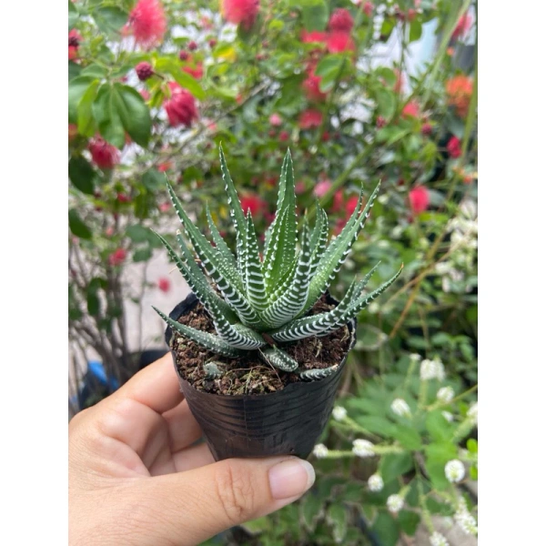 Đặt một cây mini trong góc làm việc, nhưng độ ẩm thiếu hụt lại khiến lá nhanh úa – một bất ngờ ít ai nghĩ tới - Ảnh 1 Đặt một cây mini trong góc làm việc, nhưng độ ẩm thiếu hụt lại khiến lá nhanh úa – một bất ngờ ít ai nghĩ tới - Ảnh 1