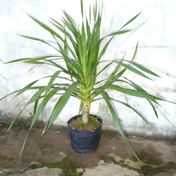 Nhiều gia đình còn băn khoăn: nên đặt tượng Phát Tài Núi hay trồng cây Đại Lộc thật? (Ảnh 5) Nhiều gia đình còn băn khoăn: nên đặt tượng Phát Tài Núi hay trồng cây Đại Lộc thật? (Ảnh 5)