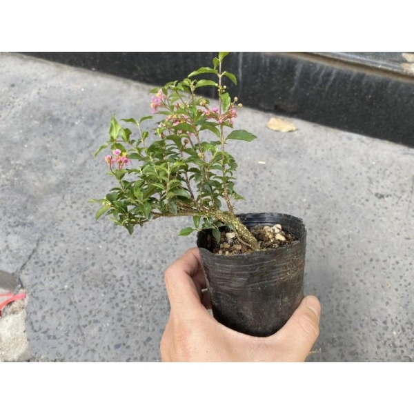 Giá thể không phù hợp làm cây bonsai mini bông hồng rụng lá nhanh chóng - Ảnh 1 Giá thể không phù hợp làm cây bonsai mini bông hồng rụng lá nhanh chóng - Ảnh 1