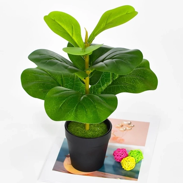 Giờ mới nhận ra độ ẩm phòng quyết định sự sống còn của cây Bàng Singapore mini trong góc xanh nhà - Ảnh 1 Giờ mới nhận ra độ ẩm phòng quyết định sự sống còn của cây Bàng Singapore mini trong góc xanh nhà - Ảnh 1