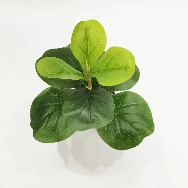 Giờ mới nhận ra độ ẩm phòng quyết định sự sống còn của cây Bàng Singapore mini trong góc xanh nhà - Ảnh 4 Giờ mới nhận ra độ ẩm phòng quyết định sự sống còn của cây Bàng Singapore mini trong góc xanh nhà - Ảnh 4