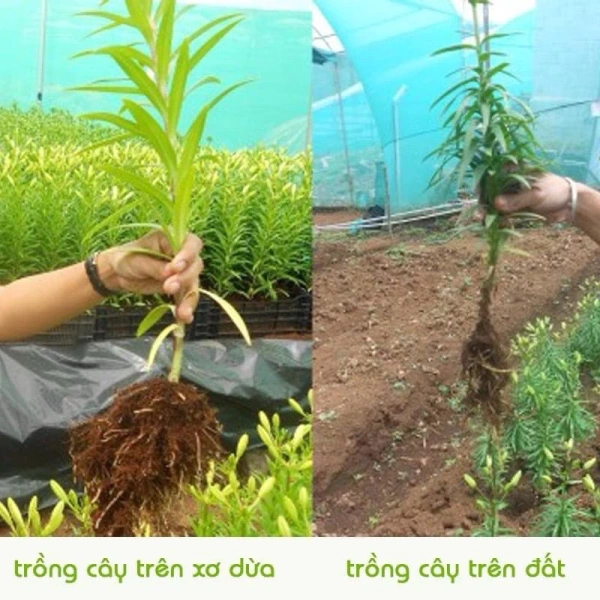 Không phải mọi loại cây đều phản ứng giống nhau trước môi trường úng rễ. (Ảnh 3) Không phải mọi loại cây đều phản ứng giống nhau trước môi trường úng rễ. (Ảnh 3)