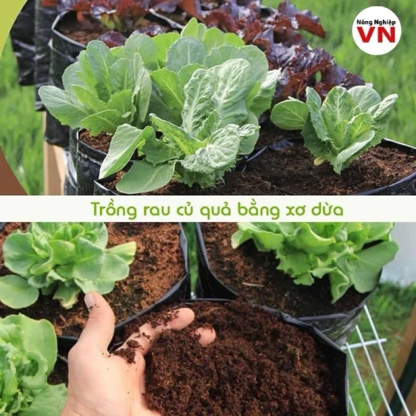 Trong quá trình lựa chọn nguồn cung cấp đất nén xơ dừa, việc cân nhắc chất lượng và dịch vụ đi kèm rất quan trọng. (Ảnh 4) Trong quá trình lựa chọn nguồn cung cấp đất nén xơ dừa, việc cân nhắc chất lượng và dịch vụ đi kèm rất quan trọng. (Ảnh 4)