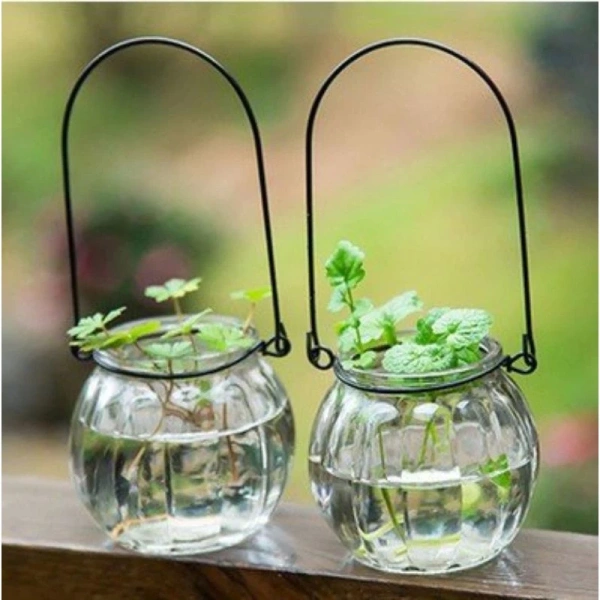 Khi bình thủy tinh mini dành cho cá cảnh thực sự quyết định sự sinh trưởng của cây thủy sinh - Ảnh 1 Khi bình thủy tinh mini dành cho cá cảnh thực sự quyết định sự sinh trưởng của cây thủy sinh - Ảnh 1