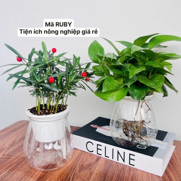 Một trong những sản phẩm đáp ứng tốt nhu cầu này là [COMBO 2] Chậu thủy sinh mini dành cho cây cảnh mini, cây cảnh để bàn. (Ảnh 5)