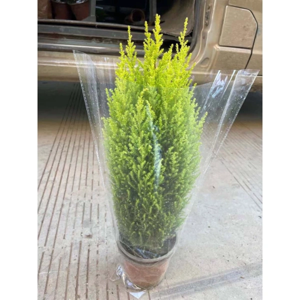 Để cây tùng luôn duy trì hương thơm nhẹ nhàng và sức sống, việc chăm sóc đúng cách là chìa khóa. (Ảnh 3) Để cây tùng luôn duy trì hương thơm nhẹ nhàng và sức sống, việc chăm sóc đúng cách là chìa khóa. (Ảnh 3)