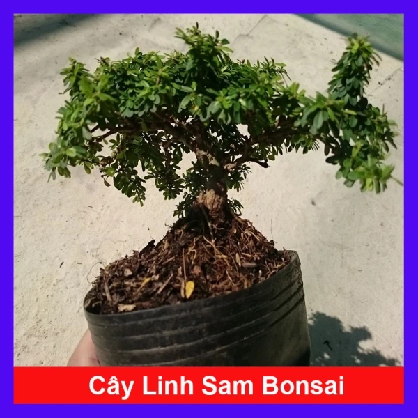Khi nghĩ rằng cây bonsai ít tốn công, thực tế lại đòi hỏi việc điều chỉnh ánh sáng và độ ẩm hằng ngày - Ảnh 1