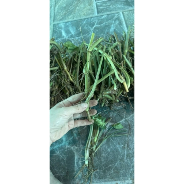 Lá kim cương rực rỡ khiến nhiều người nghĩ chăm sóc đơn giản, nhưng yêu cầu độ ẩm ổn định lại là bất ngờ - Ảnh 1
