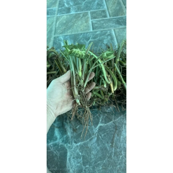 Không phải tất cả những chậu “Trầu Bà Kim Cương” trên thị trường đều đạt tiêu chuẩn màu xanh đậm và vân trắng rõ nét. (Ảnh 3)