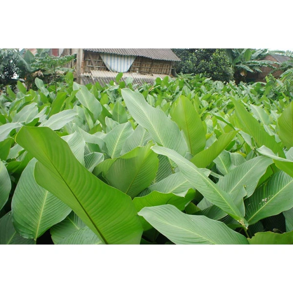 Những chi tiết nhỏ về độ dẻo của lá dong tươi quyết định hương vị cuối cùng của bánh chưng. - Ảnh 1