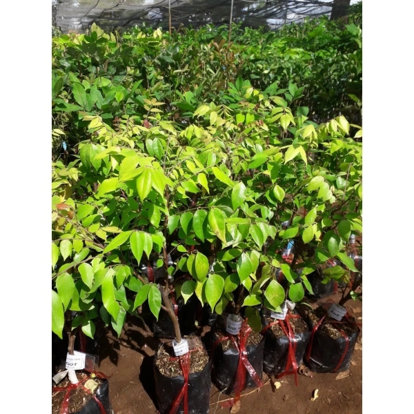 Những chi tiết thường bị bỏ qua khi trồng cây khế ngọt trong chậu và cách chúng ảnh hưởng đến mùa thu hoạch - Ảnh 1 Những chi tiết thường bị bỏ qua khi trồng cây khế ngọt trong chậu và cách chúng ảnh hưởng đến mùa thu hoạch - Ảnh 1