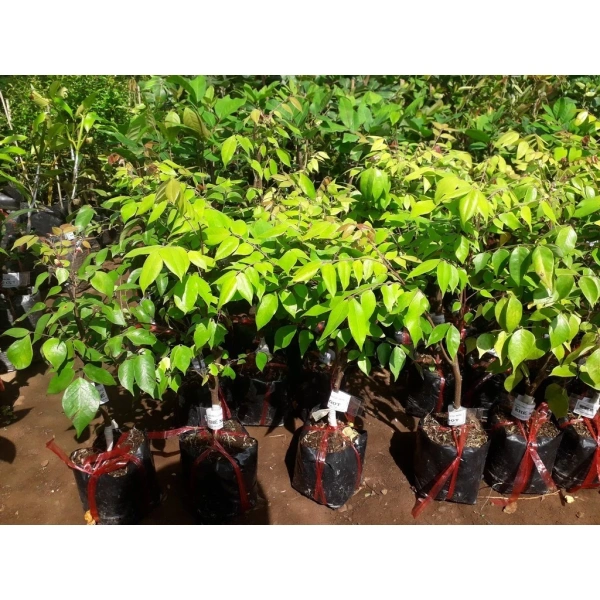 Khế ngọt ưa nước nhưng không thích “đắm mình” trong đầm ẩm. (Ảnh 2) Khế ngọt ưa nước nhưng không thích “đắm mình” trong đầm ẩm. (Ảnh 2)