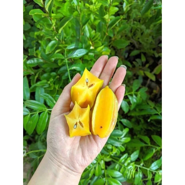 Đất trồng khế trong chậu thường được mua dạng “đất đóng bao” hoặc tự tự chế. (Ảnh 3) Đất trồng khế trong chậu thường được mua dạng “đất đóng bao” hoặc tự tự chế. (Ảnh 3)