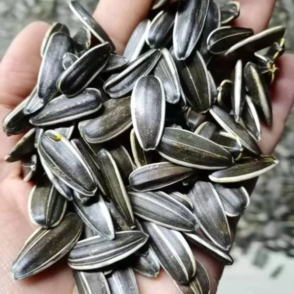 Cho hạt vào chảo không dầu, đun trên lửa vừa trong 2‑3 phút, lắc đều chảo liên tục. (Ảnh 4) Cho hạt vào chảo không dầu, đun trên lửa vừa trong 2‑3 phút, lắc đều chảo liên tục. (Ảnh 4)