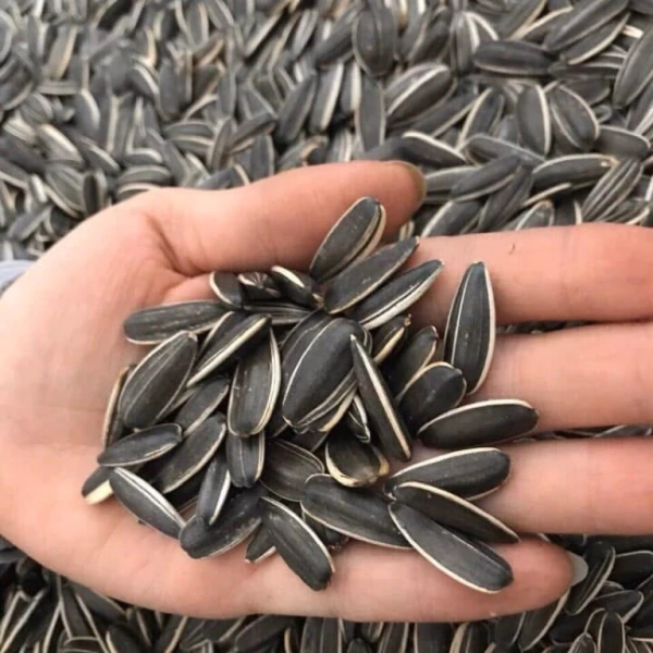 Đúng, việc đặt hạt trong ngăn khô hoặc ngăn mát tủ lạnh sẽ giảm nhanh chóng độ ẩm và oxy hoá. (Ảnh 5) Đúng, việc đặt hạt trong ngăn khô hoặc ngăn mát tủ lạnh sẽ giảm nhanh chóng độ ẩm và oxy hoá. (Ảnh 5)