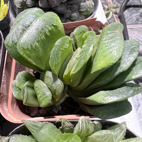 Sen đá (còn gọi là succulent) thuộc họ Haworthiaceae, chúng đã thích nghi qua hàng nghìn năm với môi trường khô hạn và ánh sáng không đều. (Ảnh 2) Sen đá (còn gọi là succulent) thuộc họ Haworthiaceae, chúng đã thích nghi qua hàng nghìn năm với môi trường khô hạn và ánh sáng không đều. (Ảnh 2)