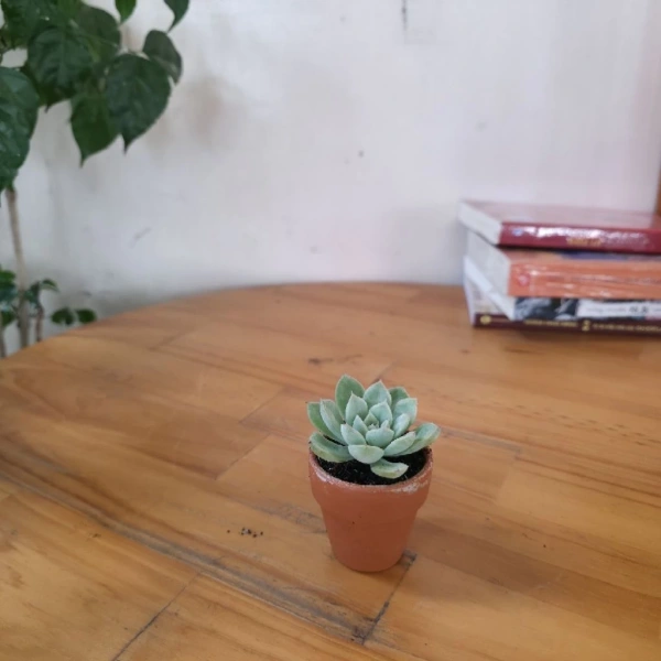Để giúp bạn đưa ra quyết định đúng đắn, chúng ta sẽ đối chiếu xương rồng mini với một số loại cây thường được dùng trong không gian làm việc: cây lọ diệp, cây kim ngân và cây lan ý. (Ảnh 4)