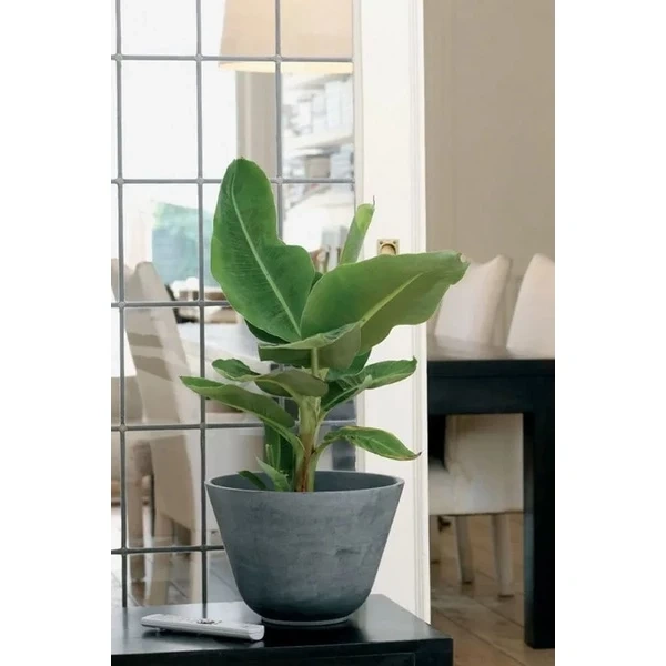Chuối, dù là giống lớn trong rừng nhiệt đới hay dạng mini trong chậu, đều mang nhu cầu ánh sáng mạnh để thực hiện quá trình quang hợp hiệu quả. (Ảnh 2) Chuối, dù là giống lớn trong rừng nhiệt đới hay dạng mini trong chậu, đều mang nhu cầu ánh sáng mạnh để thực hiện quá trình quang hợp hiệu quả. (Ảnh 2)