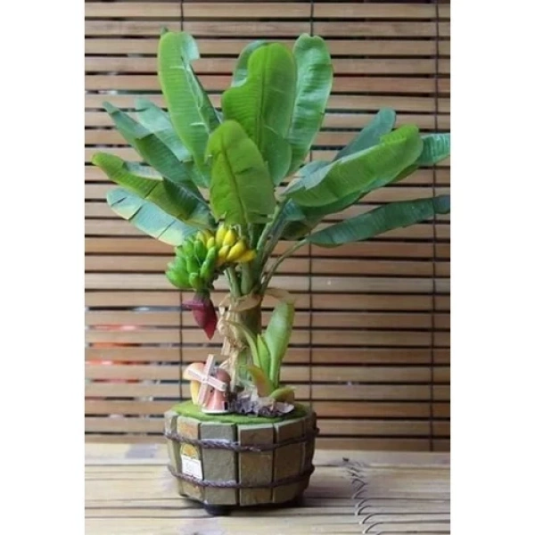 Không phải mọi giống chuối mini đều thích nghi được với điều kiện trong nhà. (Ảnh 4) Không phải mọi giống chuối mini đều thích nghi được với điều kiện trong nhà. (Ảnh 4)