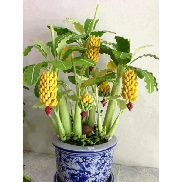 Không phải mọi giống chuối mini đều thích nghi được với điều kiện trong nhà. (Ảnh 5) Không phải mọi giống chuối mini đều thích nghi được với điều kiện trong nhà. (Ảnh 5)
