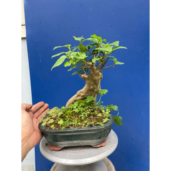 Không phải mọi cây bonsai đều phù hợp với môi trường làm việc văn phòng. (Ảnh 4)