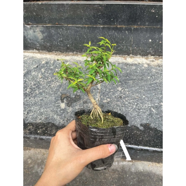 Để giảm thiểu các rắc rối trên, bạn cần áp dụng một chuỗi biện pháp khoa học, phù hợp với từng giai đoạn sinh trưởng. (Ảnh 3) Để giảm thiểu các rắc rối trên, bạn cần áp dụng một chuỗi biện pháp khoa học, phù hợp với từng giai đoạn sinh trưởng. (Ảnh 3)