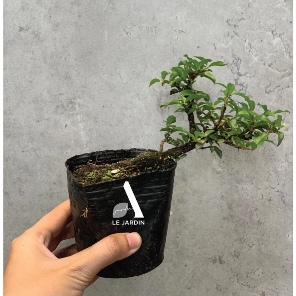 Trong quá trình nuôi 30‑40 ngày, nhiều người bắt đầu tự hỏi: “Tại sao không chọn cây cảnh to hơn như lưỡi hổ hay sen đá?” Dưới đây là những so sánh giúp bạn đưa ra quyết định sáng suốt. (Ảnh 5) Trong quá trình nuôi 30‑40 ngày, nhiều người bắt đầu tự hỏi: “Tại sao không chọn cây cảnh to hơn như lưỡi hổ hay sen đá?” Dưới đây là những so sánh giúp bạn đưa ra quyết định sáng suốt. (Ảnh 5)