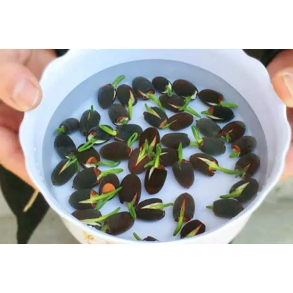 Ánh sáng yếu là nguyên nhân khiến hạt giống sen mini chậm nở hơn mong đợi.