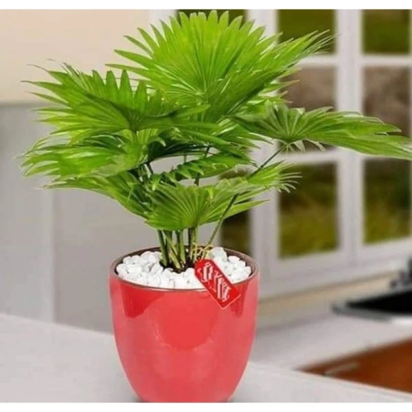 Áp lực duy trì độ ẩm ổn định khiến cây cọ cảnh mini trở nên khó chăm sóc hơn so với dự tính