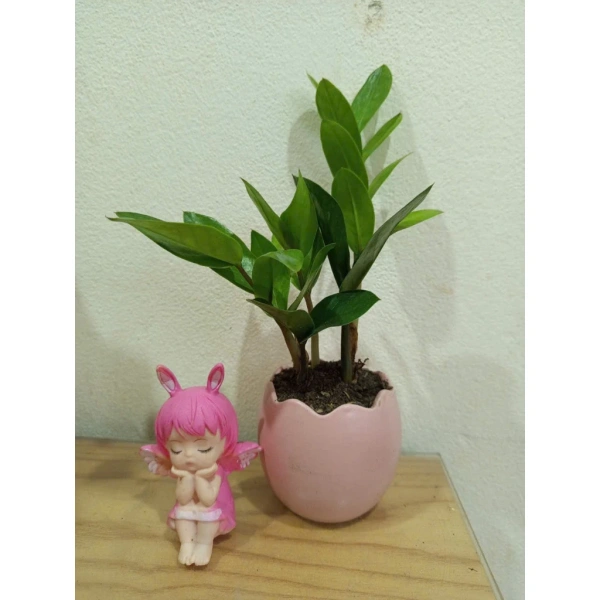 Bàn làm việc ẩm ướt vì chậu cây mini: chi tiết rò rỉ nước mà hầu hết người dùng bỏ qua