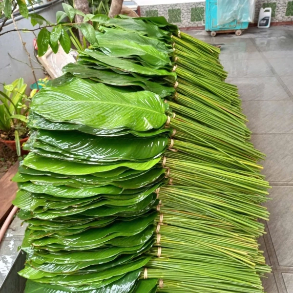 Bánh chưng giữ nguyên hình dạng nhờ lá dong gói bánh chưng đúng kích thước – một bất ngờ thường bị bỏ qua