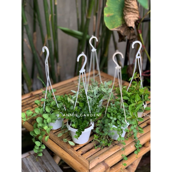 Bộ 5 chậu cây treo mini khiến không gian bớt chật, nhưng người mới thường bỏ qua việc chọn góc nhận đủ ánh sáng.