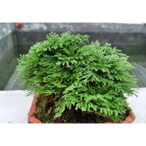 Bonsai mini 5‑7 cm không chỉ làm đẹp không gian, mà còn ẩn chứa những yêu cầu chăm sóc khó ngờ.