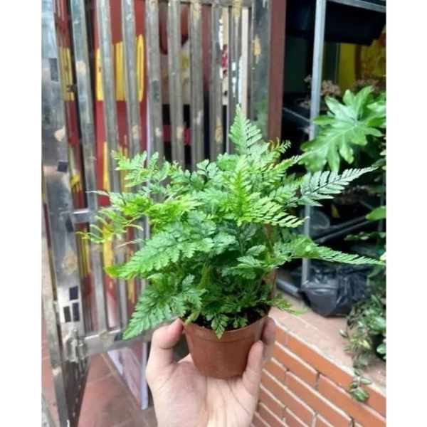 Cây mini trong terrarium héo úa do độ ẩm không ổn định – chi tiết nhỏ mà nhiều người mới thường bỏ qua