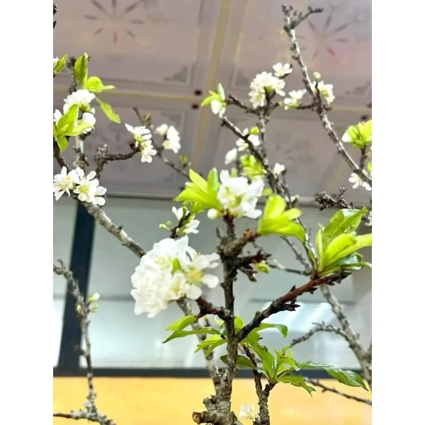 Hoa mận rừng trong bó dăm 8‑10 cành giúp không gian Tết giữ hương thơm lâu hơn và tạo cảm giác ấm cúng