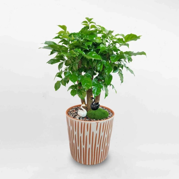 Khi cây mini để bàn mang lại cảm giác an yên nhưng lại đòi hỏi chăm sóc thường xuyên bất ngờ