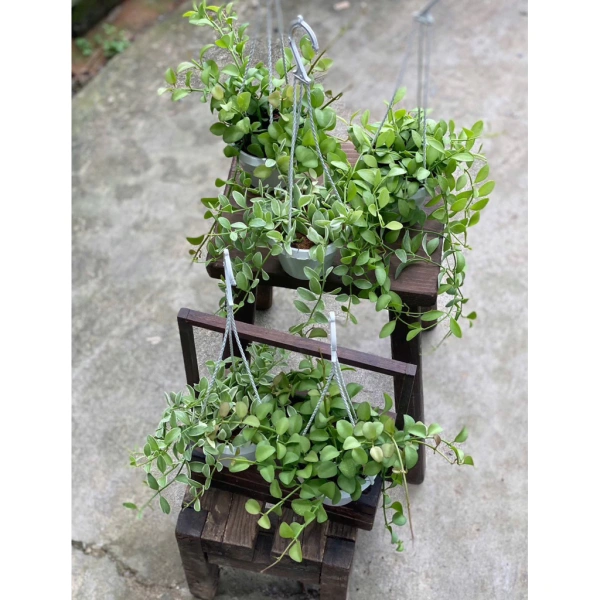 Không ngờ một bộ chậu treo mini lại biến không gian ban công thành góc thư giãn chỉ sau một tháng trải nghiệm