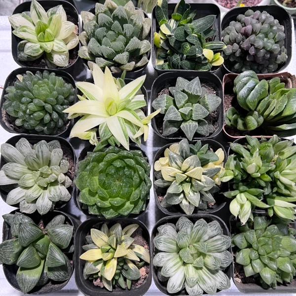 Sen đá mini không cần nhiều ánh sáng như bạn tưởng; vị trí sáng vừa phải mới giữ được sức sống