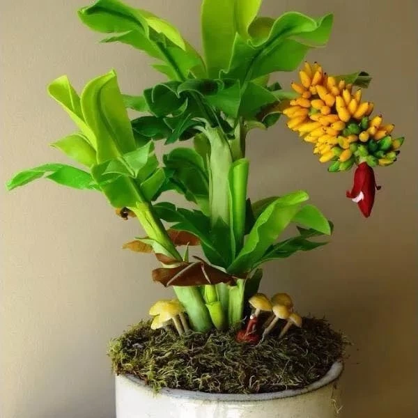 Thực tế bất ngờ khi chậu chuối mini bắt đầu cho trái: ánh sáng và độ ẩm quyết định