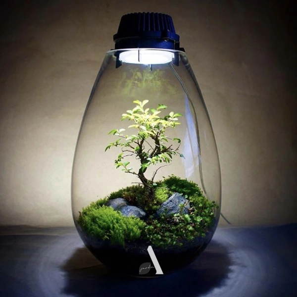 Thực tế sau một tháng nuôi bonsai mini: sức xanh nhẹ nhàng nhưng tiềm ẩn những rắc rối không ngờ